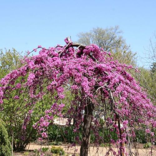 落叶树 - Lavender Twist Weeping Redbud  - NatureHills