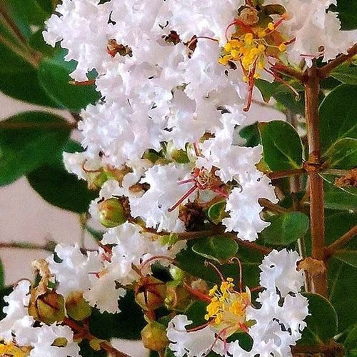 花圃花灌木 - GreatMyrtle™ - NatureHills - 白花
