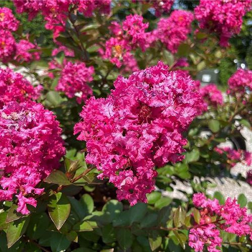 花圃花灌木 - GreatMyrtle™  - NatureHills - 粉红花