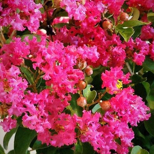 花圃花灌木 - GreatMyrtle™  - NatureHills - 红花 / 粉红花