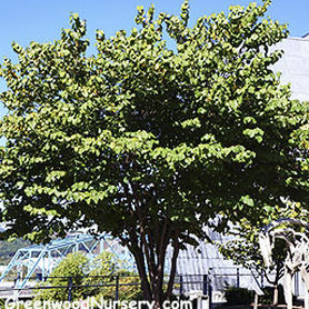 落叶树 - Eastern Redbud Tree - Greenwood