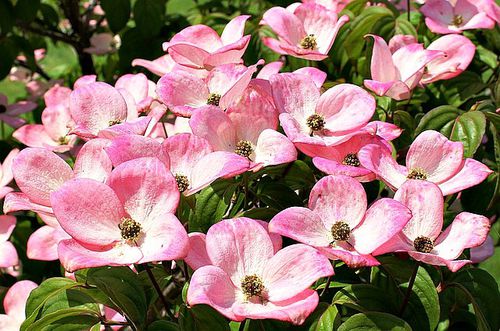 落叶树 - Pink Dogwood Tree - Greenwood