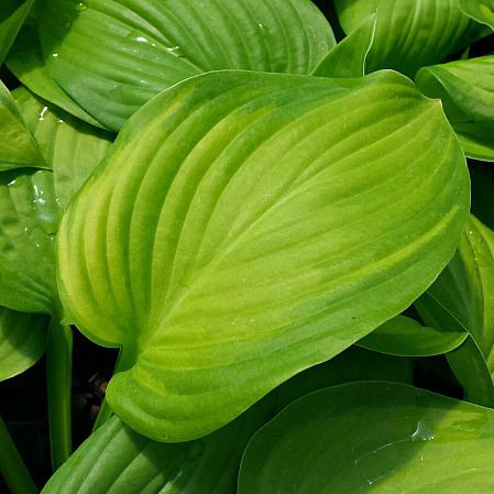 多年生绿色植物 - Hosta  - Greenwood - 盆栽 / 用于花园