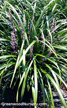 多年生花卉植物 - Royal Purple Liriope - Greenwood - 用于花园