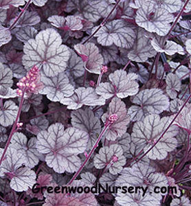 多年生花卉植物 - Heuchera Silver Scrolls - Greenwood - 粉色 / 用于花园