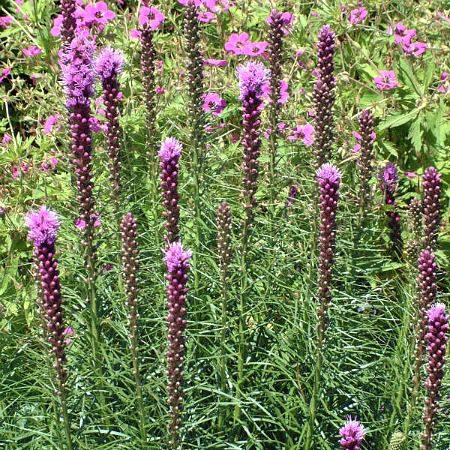 多年生花卉植物 - Liatris spicata Kobold - Greenwood - 粉色 / 紫色 / 盆栽