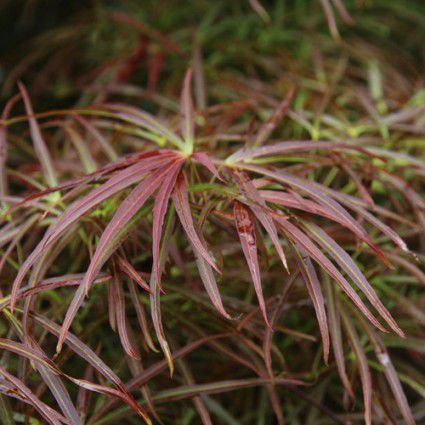 落叶树 - RED PYGMY - Avant gardens
