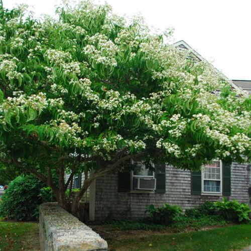 落叶树 - HEPTACODIUM MICONOIDES - Avant gardens