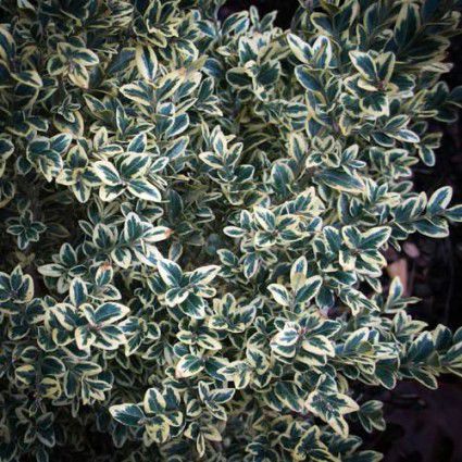 树篱灌木 - BUXUS SEMPERVIRENS VARIEGATA - Avant gardens