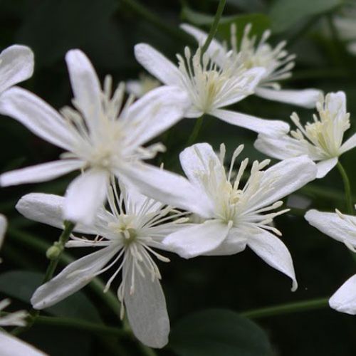 多年生花卉植物 - TERNIFLORA - Avant gardens - 白色 / 用于花园 / 攀缘