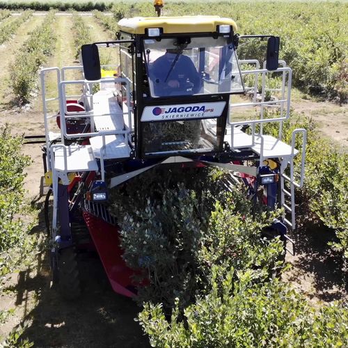 蓝莓收割机 - OSKAR 4WD Plus - JAGODA JPS Agromachines - 自走式 / 1行 / 跨式