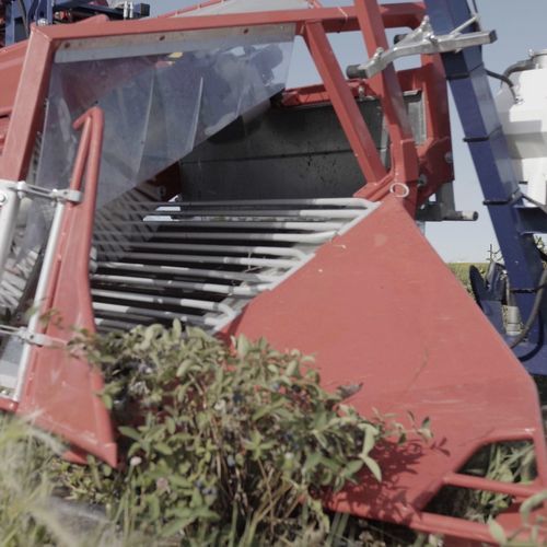 浆果收割机 - HASKAP JAREK 5H - JAGODA JPS Agromachines - 拖拉机悬挂 / 1行