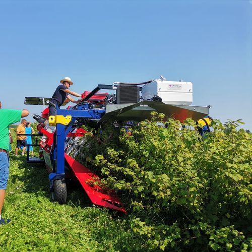 浆果收割机 - OSKAR A01 - JAGODA JPS Agromachines - 黑醋栗 / 萨斯卡通莓 / 牵引式