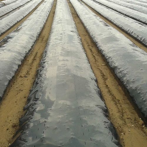 防草膜 - Dalin  - daiosplastics - 塑料 / 黑色