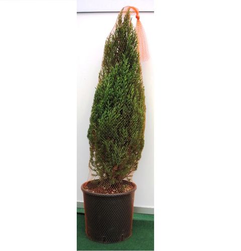 防护网 - Flower Plant Packaging Netting - PACKNET AMBALAJ - 包装 / 聚乙烯 / 聚丙烯