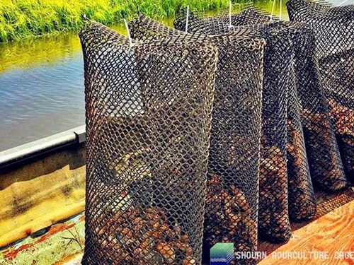 生长牡蛎养殖网筐 - aquaculture cage
