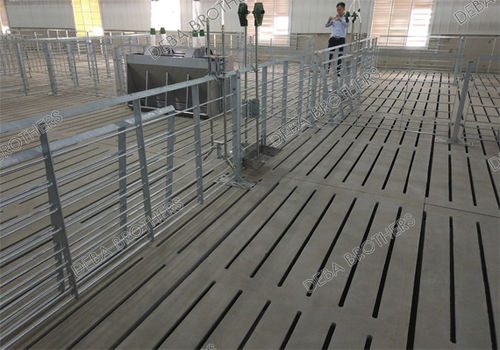 条缝地板母猪产仔栏 - Finishing Stall_3 - Qingdao Deba Brother Machinery Co.,Ltd
