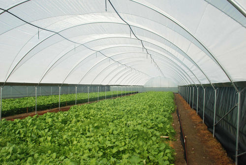 单拱温室 - Fertri Macrotunnel - Invernaderos FERTRI - 草莓