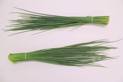 小葱种子 - Garlic - CN Seeds Ltd