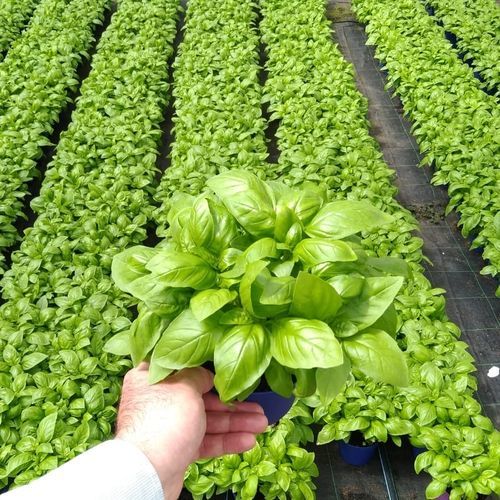 罗勒种子 - DA VINCI PVP - CORA SEEDS srl