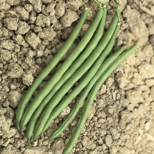 早熟菜豆种子 - CRX 734 - CORA SEEDS srl - 花叶病抗性 / 一年生 / 绿色