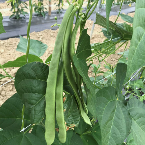 早熟菜豆种子 - CRX 745 - CORA SEEDS srl - 花叶病抗性 / 一年生 / 秋季