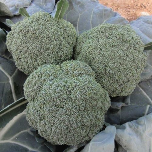 半早熟西兰花种子 - Maori F1 - CORA SEEDS srl - 一年生 / 秋季 / 混合动力