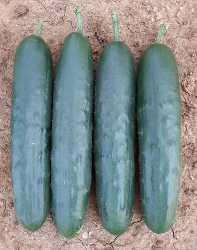 中等黄瓜种子 - Clever F1 - CORA SEEDS srl - 一年生 / 春季 / 绿色