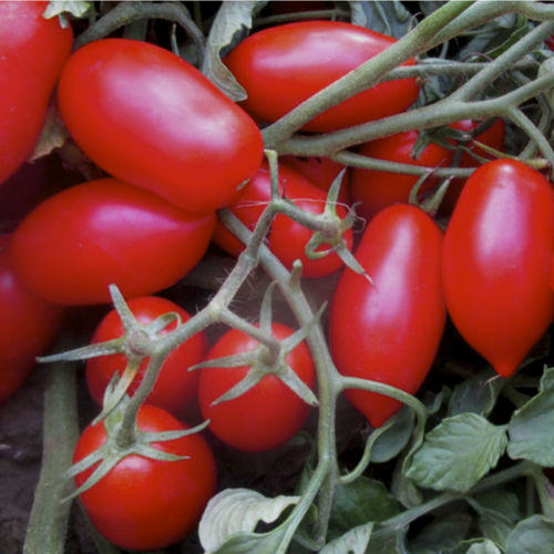 红色番茄种子 - Cavaliere Rosso F1 - CORA SEEDS srl - 半晚熟 / 抗白粉病 / 花叶病抗性