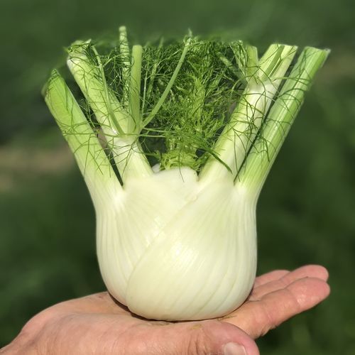 早熟茴香种子 - Enea F1 - CORA SEEDS srl - 夏季