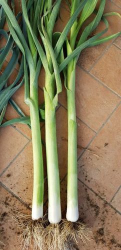 大葱种子 - CRX 3509 F1 - CORA SEEDS srl