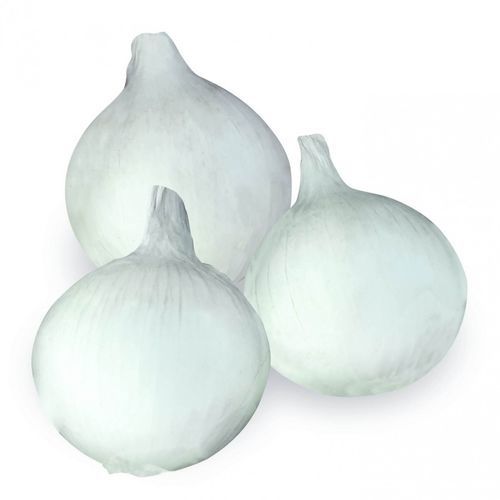 早熟洋葱种子 - Aida F1 - CORA SEEDS srl