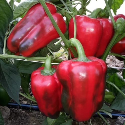 半早熟菜椒种子 - CRX 60047 F1 - CORA SEEDS srl - 花叶病抗性 / 抗白粉病