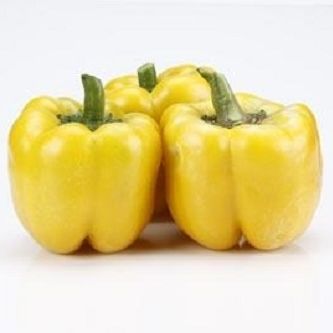 半早熟菜椒种子 - CRX 61136 F1 - CORA SEEDS srl - 花叶病抗性 / 抗白粉病 / 夏季
