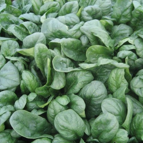 半早熟菠菜种子 - Spanion F1 - CORA SEEDS srl - 一年生 / 抗白粉病 / 防抽苔
