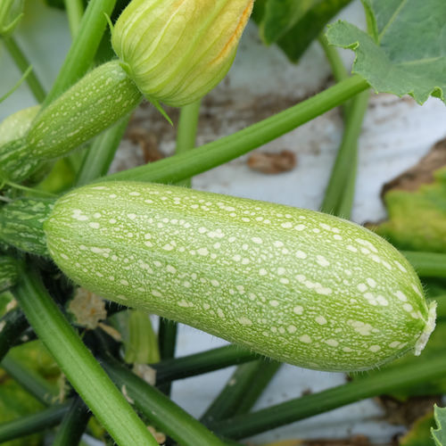 早熟西葫芦种子 - Giotto F1 - CORA SEEDS srl - 花叶病抗性 / 抗白粉病 / 抗叶枯病
