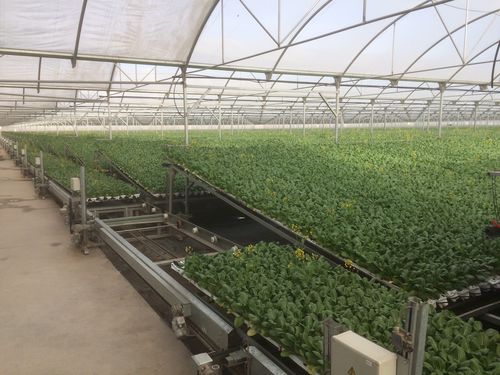 自动化无土栽培系统 - NEW GROWING SYSTEM S.L. - 叶类作物