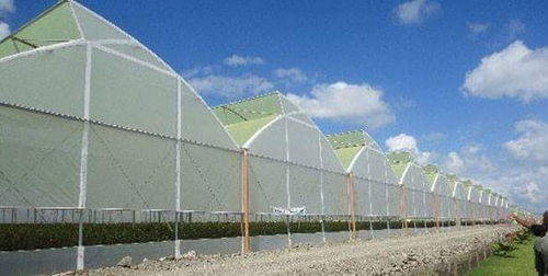 隧道式温室 - SURYA AGROTECH THAILAND CO LTD - 塑料 / 带排水沟 / 横向送风