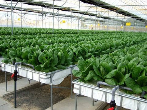 桶式无土栽培系统 - SURYA AGROTECH THAILAND CO LTD