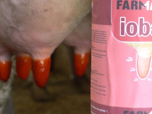 抗菌乳头清洗溶液 - Iobar - farmann - 挤奶后