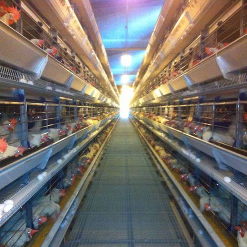 雏鸡饲养系统 - Space XL - OMAZ