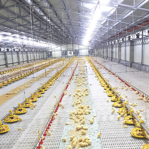笼子肉鸡饲养系统 - Retech Farming