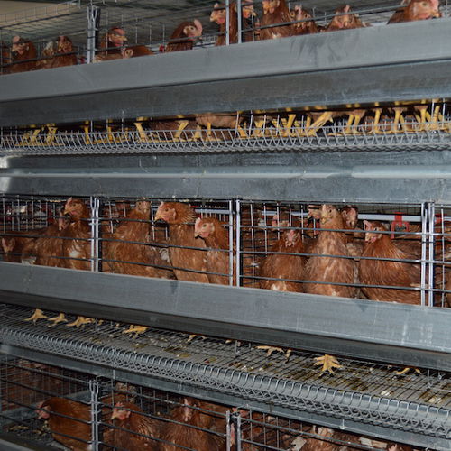 雏鸡饲养系统 - Reliance Poultry