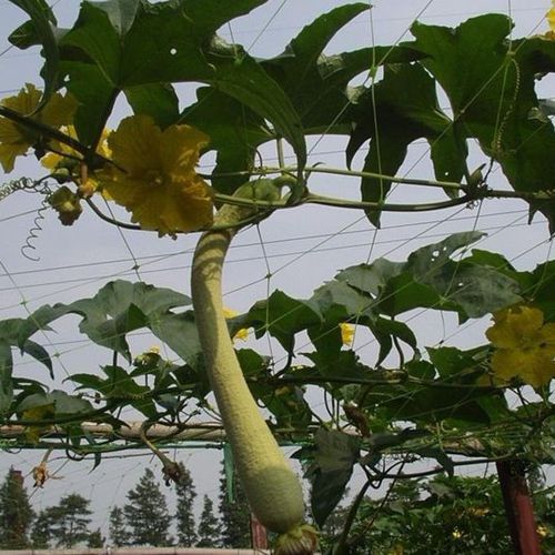 植物支撑网 - Golden Netting Co.,Ltd - 塑料 / 农作物 / 挤压