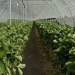 温室防护罩 - DURASOL SHADOW - Solplast S.A. - 防紫外线 / 可回收