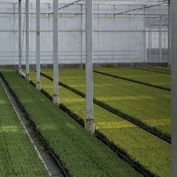 温室篷布 - DURATERMIC ANTIVIRUS - Solplast S.A. - 防紫外线 / 热效应 / 冷却效应