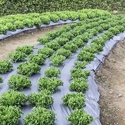 防草膜 - SILVER - Solplast S.A. - 防紫外线 / 可回收 / 巨孔