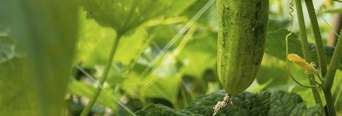 食品包装篷布 - Solplast S.A. - 可回收