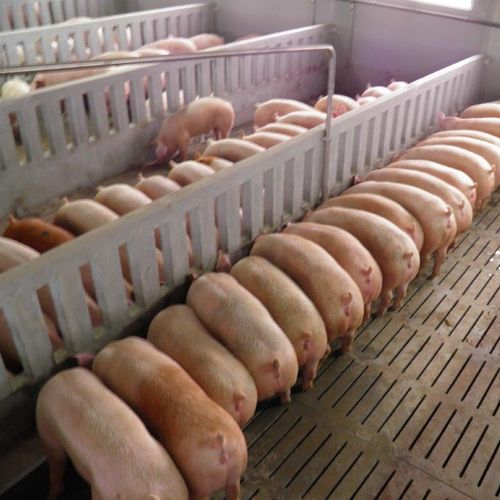猪饲喂设备 - CIMA - 管道 / 液体饲料