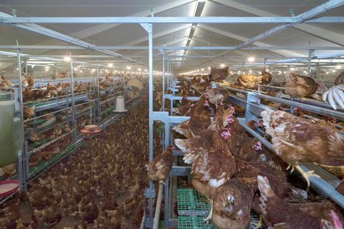 蛋鸡禽舍系统 - ZUCAMI POULTRY EQUIPMENT S.L.U - 多层
